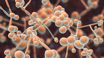 科普｜军团菌肺炎：春末夏初的隐形健康威胁