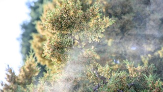 人民日報讀者點題·共同關注：花粉過敏增多，如何看待城市綠化“成長的煩惱”