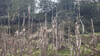 竹子砍了地却种不上，贵州赤水被指“整改复耕”存形式主义