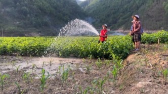 廣西氣象干旱面積97.5%，影響人畜飲水、農業生產
