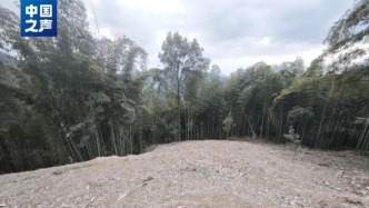 貴州赤水“整改復耕”：為何竹林砍了，地卻荒了？