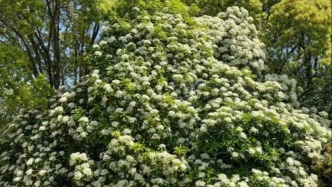 4月的顶流花“迷晕”上海人，“又腥又臭”，为何还要种这么多？