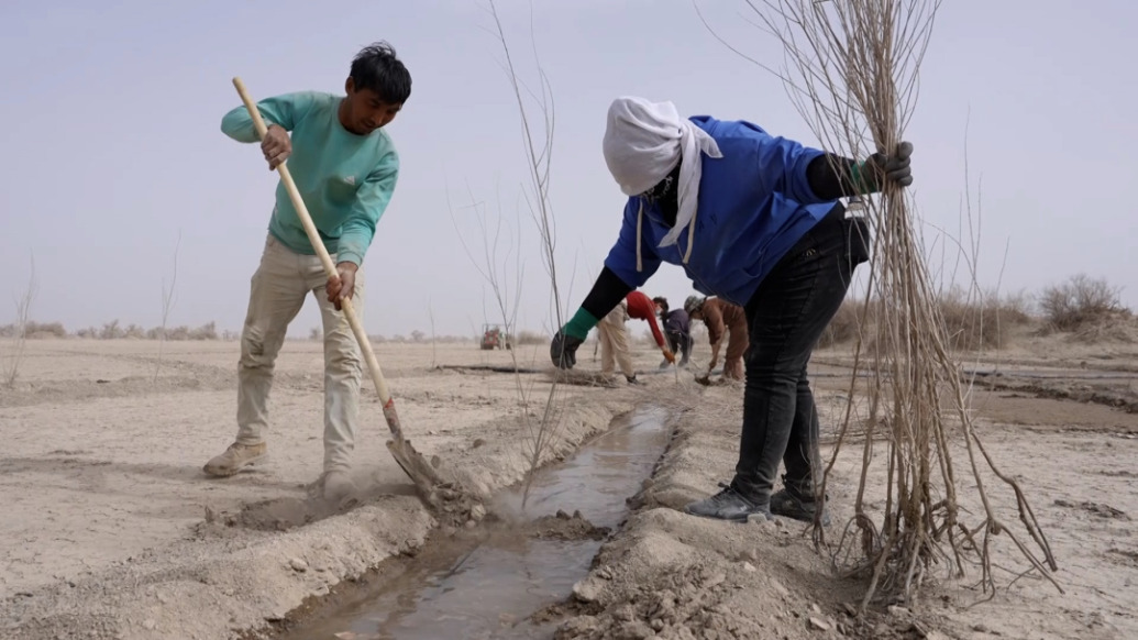 大美中國丨沙海擴綠，12.5萬株胡楊扎根邊疆