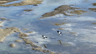 大美中國丨北歸黑頸鶴陸續抵達新疆阿爾金山國家級自然保護區