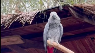 灰鸚鵡爆粗口三年未改？云南野生動物園：在持續(xù)引導