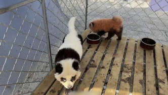 安徽一動物園染色小狗扮“熊貓”？工作人員：買的時候就染了，已退回寵物店