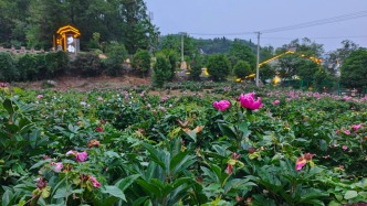 特写｜葛洲坝坝首第一村石头山上开出“致富花”，游客和创业者都来了