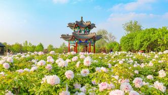 韩国京畿道骊州市市长率团访问菏泽：想和菏泽一起办牡丹节