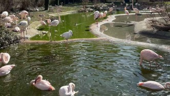 夜讀丨春天要去動物園