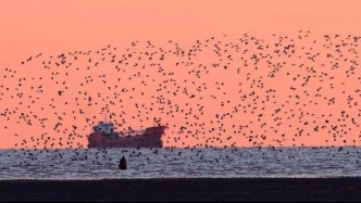 遼寧春季萬物生丨萬鳥空中舞，“浪”起遼東灣