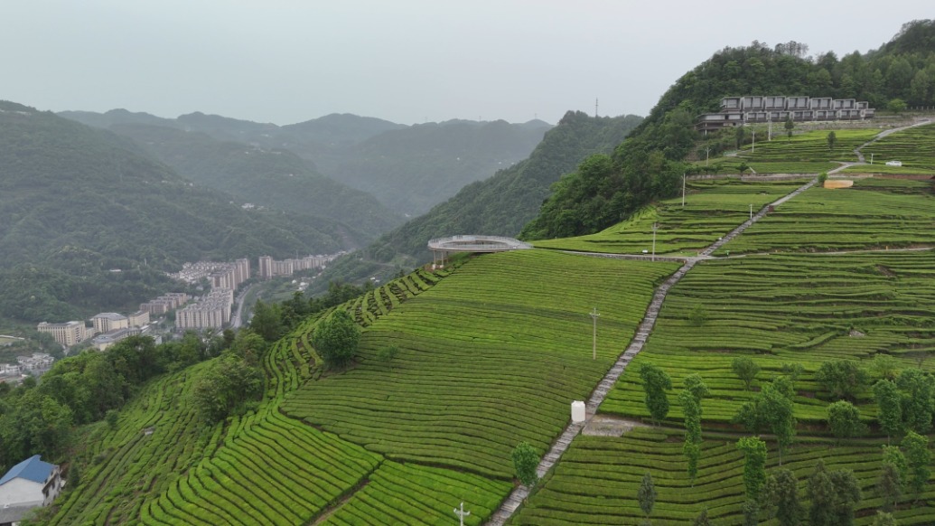 打卡中国｜从五峰茶园到葛洲坝坝首第一村，茶香花海里看宜昌美丽乡村