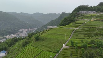 打卡中国｜从五峰茶园到葛洲坝坝首第一村，茶香花海里看宜昌美丽乡村