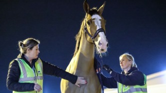 2025上海浪琴環(huán)球馬術(shù)冠軍賽開賽在即，首批賽馬今晨抵滬