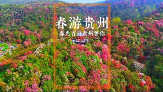 春游贵州⑩丨樱花杜鹃一开就是漫山遍野，贵州春天长达百日