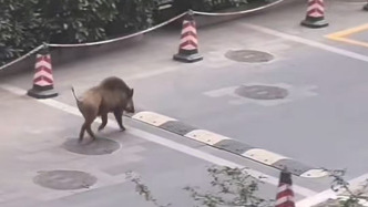 野豬穿過江蘇電視臺樓前廣場，被抓捕后送往紅山森林動物園