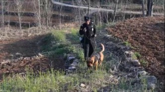 荒山搜救走失老人，警犬“獵鷹”立大功