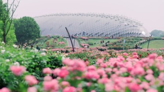 直播丨現實版莫奈花園，來辰山植物園尋找屬于你的月季色號