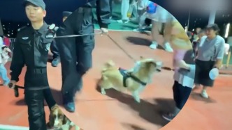 警犬“福仔”上班偷吃小朋友烤腸，訓(xùn)導(dǎo)員：會加強(qiáng)拒食訓(xùn)練