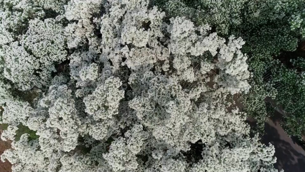 大美中国丨 山东省内最大规模千年流苏林花开似雪