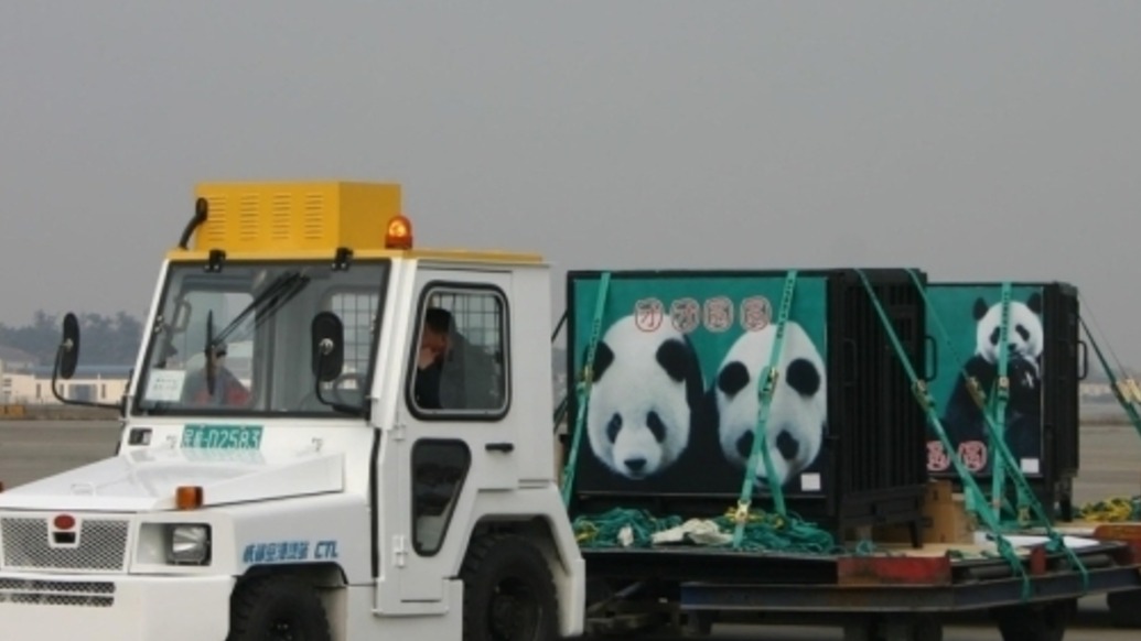 历史上的今天｜2005年5月3日，大陆宣布向台湾赠送大熊猫“团团”“圆圆”