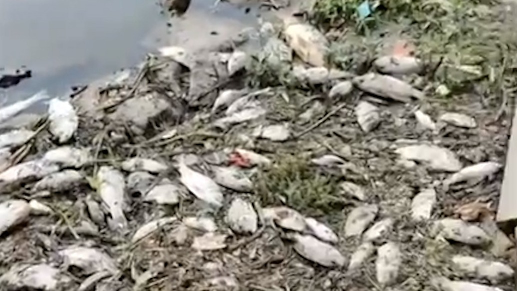 东莞寒溪河出现大片死鱼,生态环境局:大雨冲刷地面污染入河