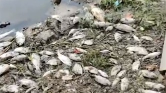 東莞寒溪河出現大片死魚，生態環境局：大雨沖刷地面污染入河