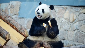 北京動物園：大熊貓“萌蘭”沒有參加日本大阪世博會的計劃