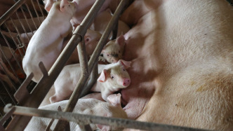 農業農村部：把住能繁母豬存欄量“總開關”，引導養殖場戶優化母豬存欄結構、合理控制產能