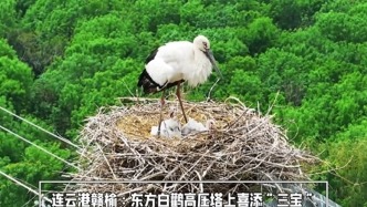 连云港赣榆一对东方白鹳喜添“三个宝宝”