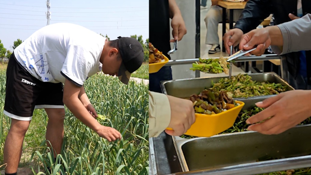 入學(xué)時(shí)種下蒜薹迎來豐收,高校食堂給師生免費(fèi)加餐