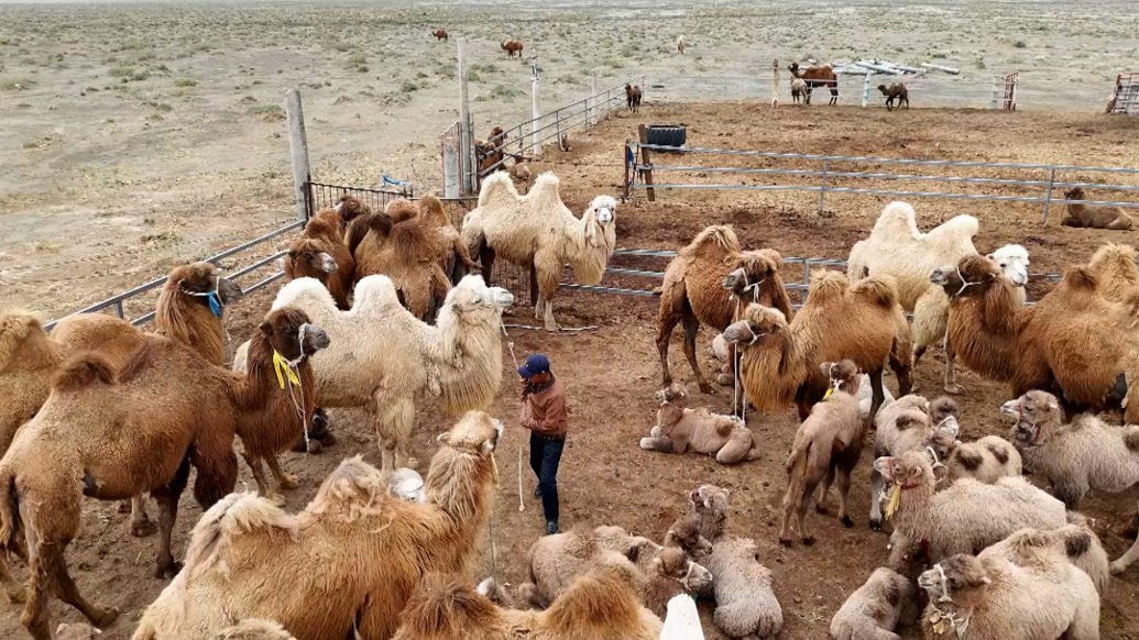 戈壁灘萬(wàn)峰駱駝?dòng)瓉?lái)“換衣”季，駝絨采銷(xiāo)助力牧民增收