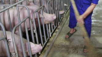 三大上市豬企：前瞻應(yīng)對飼料原材料價格波動
