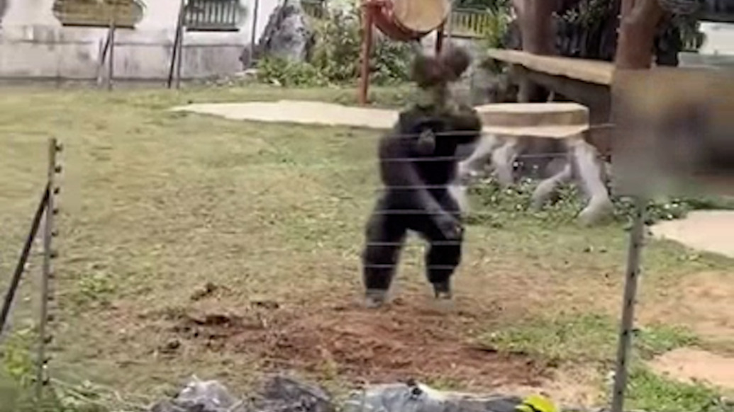 南宁“丢那猩”互动时丢石块砸伤游客，当地文旅：伤者已包扎，正调查