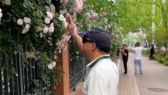 湖北十堰街邊薔薇花盛放，盲人在朋友帶領下賞花：嗅得到摸得著