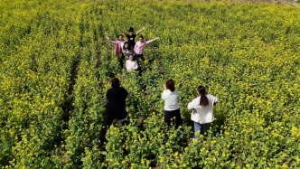五一期間鄉(xiāng)村田野花似錦，千畝恰瑪古花開(kāi)迎客來(lái)