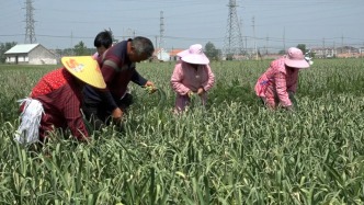春日“丰”景，江苏射阳蒜薹飘香采收忙