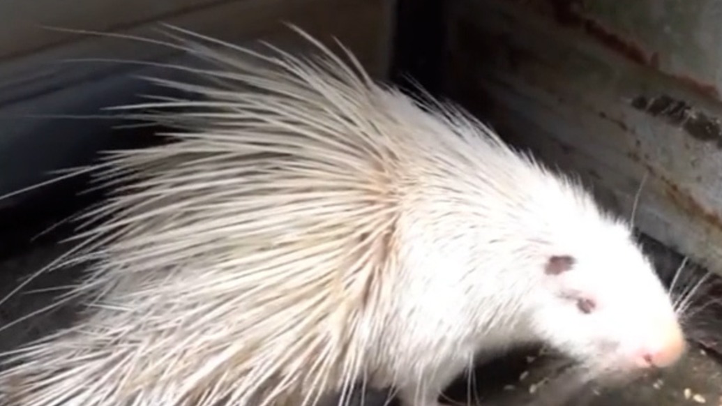 “10元奇趣動(dòng)物園”生意紅火，園長(zhǎng)：假期請(qǐng)了四五個(gè)臨時(shí)工