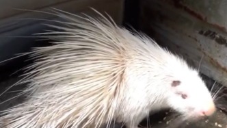 “10元奇趣動物園”生意紅火，園長：假期請了四五個臨時工