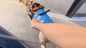 視障博主攜帶導盲犬入住被拒，深圳一酒店道歉