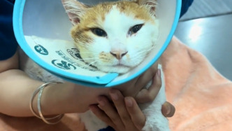 病情恶化，掉进火锅的猫咪“五一”已确认死亡