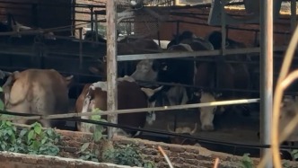 泉州一養(yǎng)殖場給活牛注水輸送廈門島內(nèi)，兩地農(nóng)業(yè)部門介入