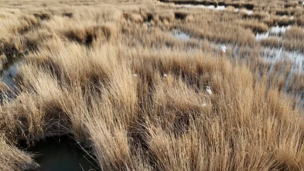 萌！無人機抓拍沙漠腹地千只白鷺筑巢育雛，白鷺寶寶破殼看世界