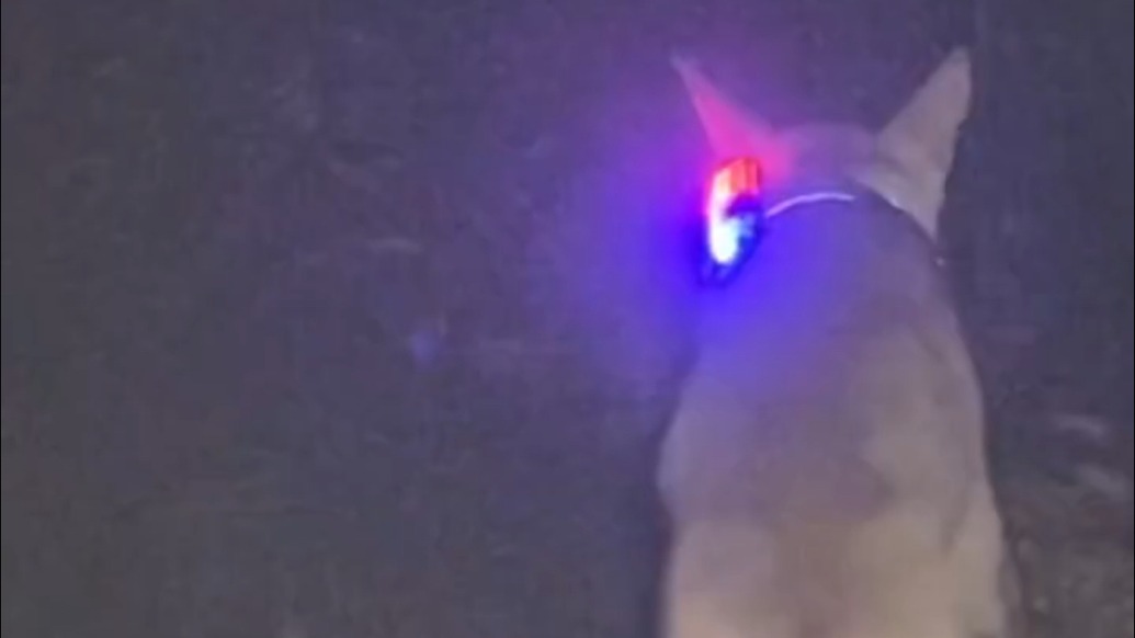 警犬風雨中進山救四人,作戰二十余小時受傷后仍堅持