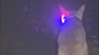 警犬風雨中進山救四人，作戰二十余小時受傷后仍堅持