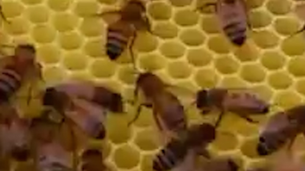 陕西咸阳4岁女童在家中被蜜蜂蜇伤身亡，镇政府：已和家属达成一致