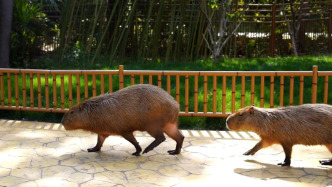 “卡皮巴拉”出逃40余天，动物园发悬赏公告：找到送门票