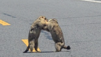 前方土拨鼠占道！游客偶遇两只土拨鼠在马路中间“约架”