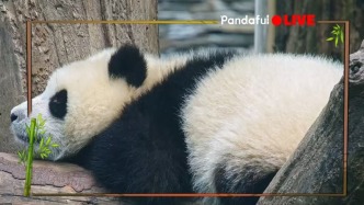 直播丨巴适！一起感受大熊猫慵懒惬意的竹下时光