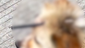 流浪狗遭兩根弩箭射中頭部，救助人：已做完手術