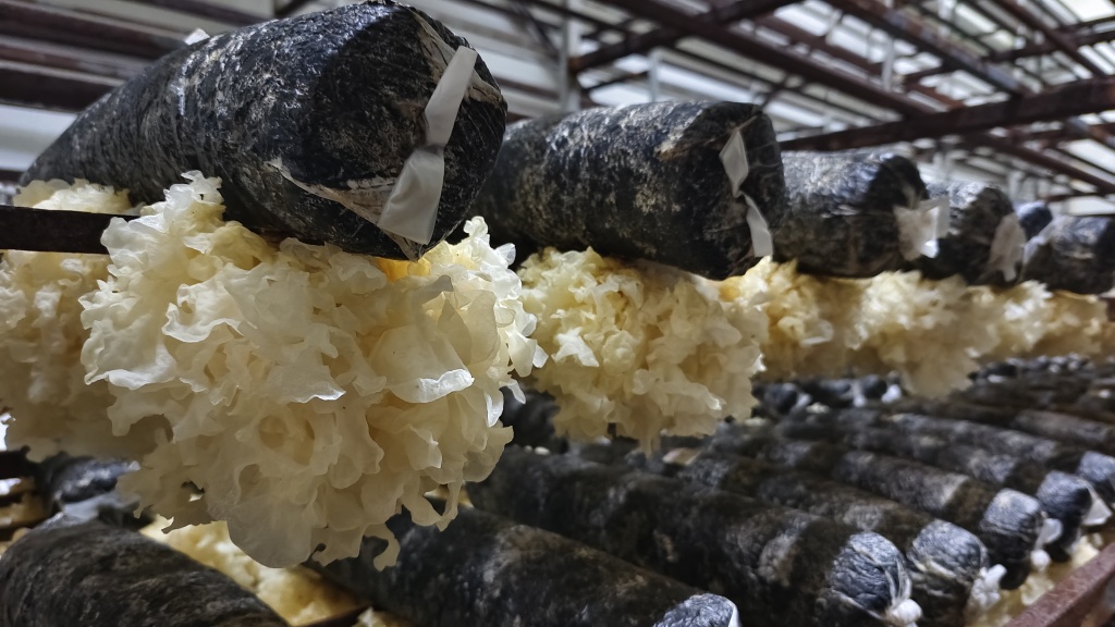 特写｜银耳种植“北移”到沧州盐山，村民入伙可年增收4万元